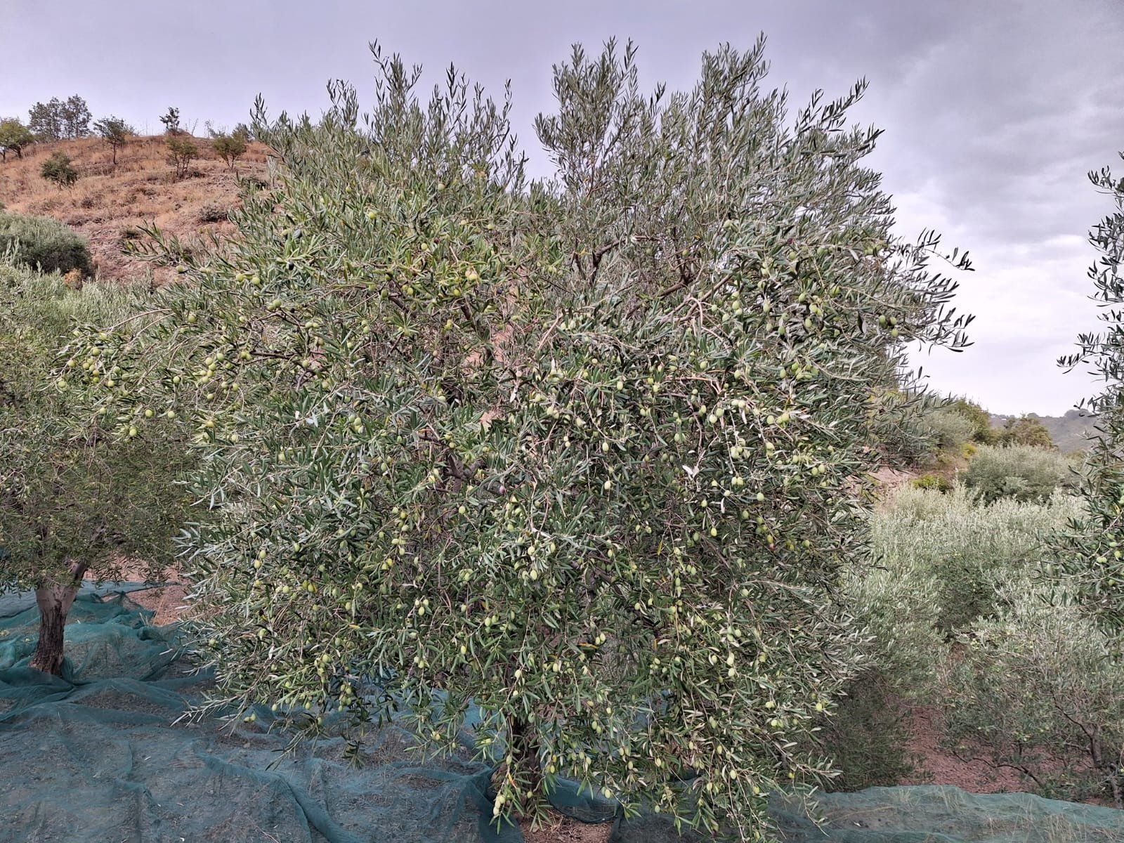 Raccolta Olive