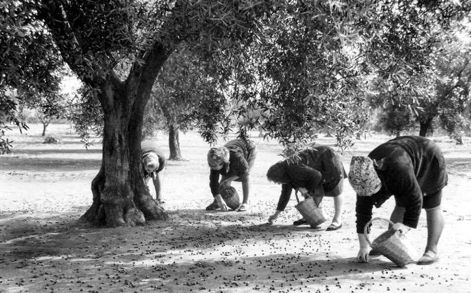 olio evo dell'etna